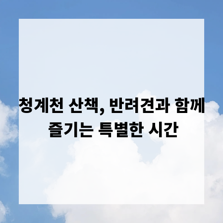 청계천 산책, 반려견과 함께 즐기는 특별한 시간
